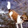 Parson_Jack_Russell_Terrier2(19)