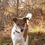 Parson_Jack_Russell_Terrier2(2)