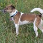 Parson_Jack_Russell_Terrier2(21)