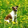 Parson_Jack_Russell_Terrier2(23)