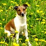 Parson_Jack_Russell_Terrier2(24)