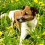 Parson_Jack_Russell_Terrier2(25)
