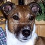 Parson_Jack_Russell_Terrier2(26)