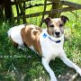 Parson_Jack_Russell_Terrier2(27)