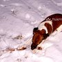 Parson_Jack_Russell_Terrier2(28)