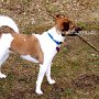 Parson_Jack_Russell_Terrier2(4)