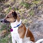 Parson_Jack_Russell_Terrier2(6)