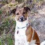 Parson_Jack_Russell_Terrier2(7)