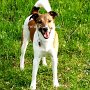 Parson_Jack_Russell_Terrier2(9)