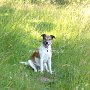 Parson_Jack_Russell_Terrier3(1)