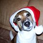 Parson_Jack_Russell_Terrier3(2)