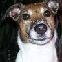 Parson_Jack_Russell_Terrier3(3)