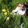 Parson_Jack_Russell_Terrier3(4)