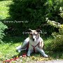 Parson_Jack_Russell_Terrier3(6)