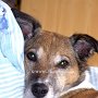 Parson_Jack_Russell_Terrier3(8)