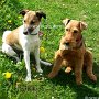 Welsh_Terrier+P_Jack_Russell_Terrier1(3)