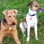 Welsh_Terrier+P_Jack_Russell_Terrier1(6)