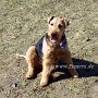 Welsh_Terrier1(11)