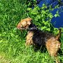 Welsh_Terrier1(12)