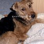 Welsh_Terrier1(13)