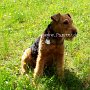 Welsh_Terrier1(4)