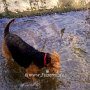 Welsh_Terrier1(5)