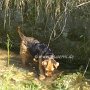 Welsh_Terrier1(6)