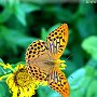 Schmetterling1(1)
